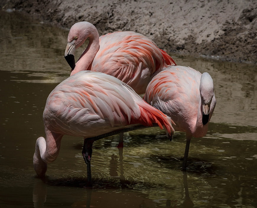 Three Pink Flamingos Standing in Shallow Water