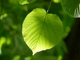 Close-up of vibrant green leaf with detailed veins