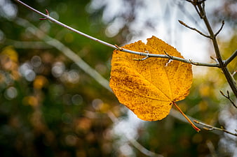 Close-up of a single yellow autumn leaf on a branch