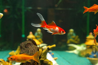 Red and white goldfish swimming in a dark aquarium
