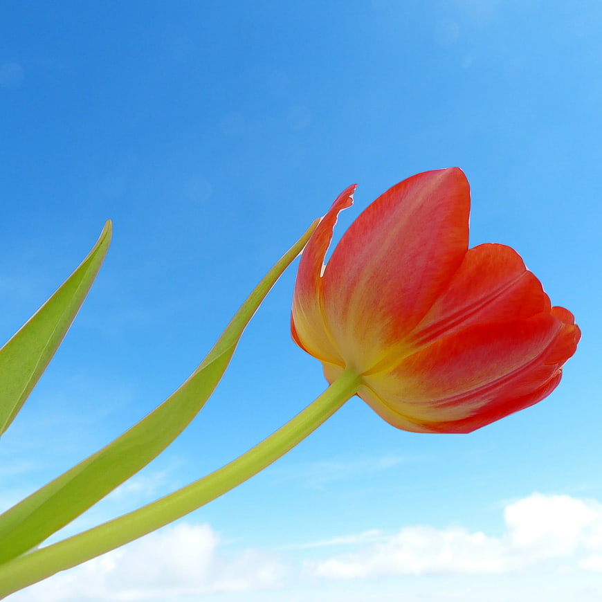 Red and Yellow Tulip Against Blue Sky