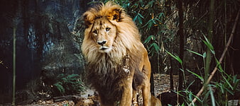 Majestic male lion sitting in bamboo forest enclosure