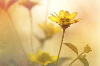 Vintage Yellow Flower with Soft Textured Background