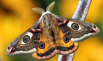 Close-Up of a Polyphemus Moth on a Branch