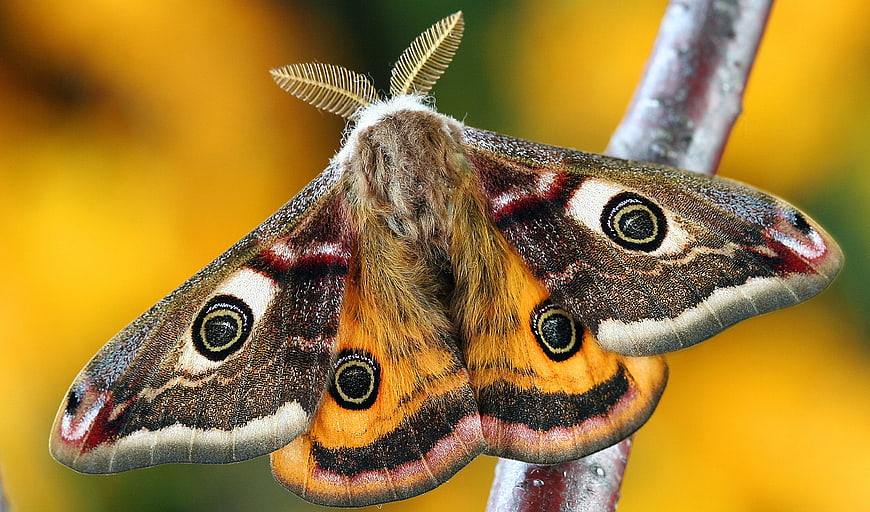 Close-Up of a Polyphemus Moth on a Branch