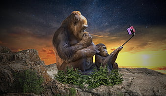 Gorilla Family Taking Selfie With Smartphone On Rocky Cliff At Sunset