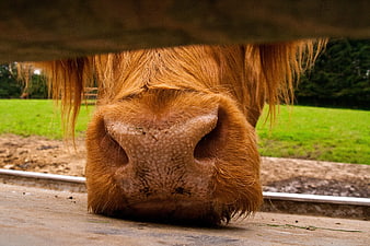 Close-up of Highland Cow Snout Under Wooden Fence