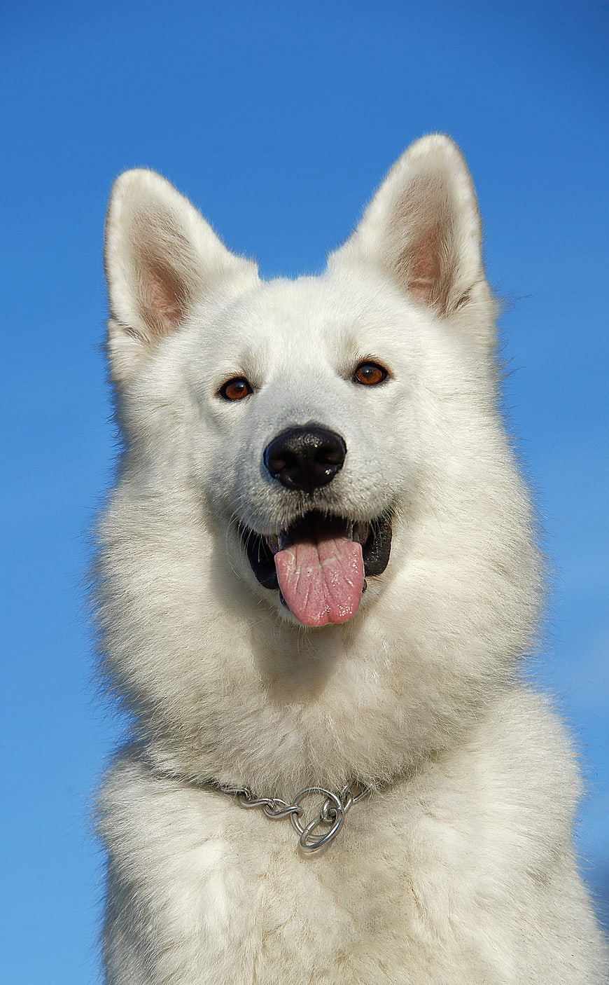 Portrait of a White Swiss Shepherd Dog Against Blue Sky
