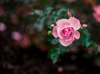 Close-up of a delicate pink rose bloom in a garden
