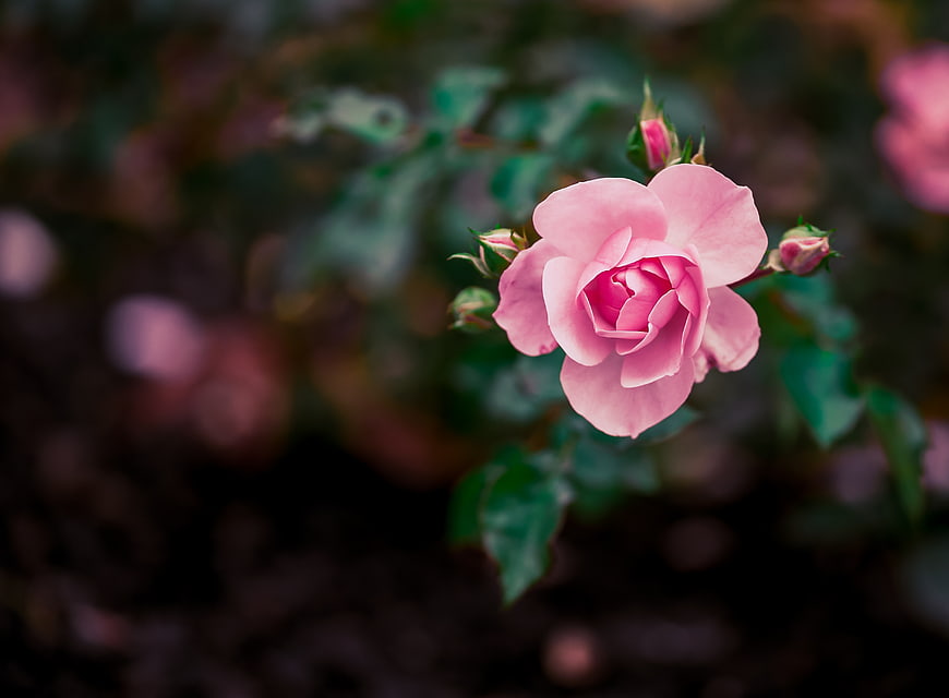Close-up of a delicate pink rose bloom in a garden