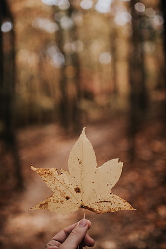 Hand holding dried autumn maple leaf in forest