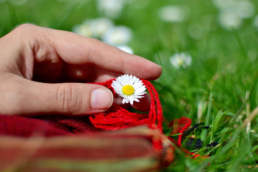 Hand holding daisy on red fabric in grass