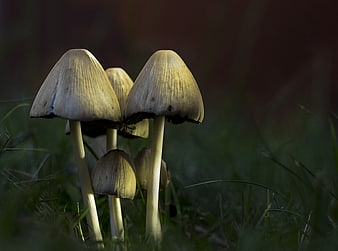 Close-up of wild mushrooms in grassy forest