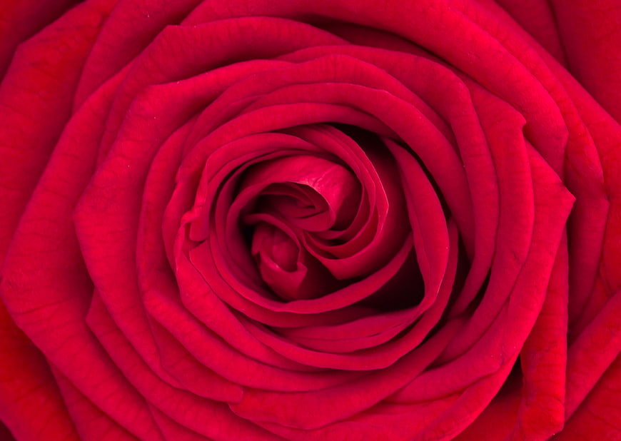 Close-up of vibrant red rose petals in spiral pattern