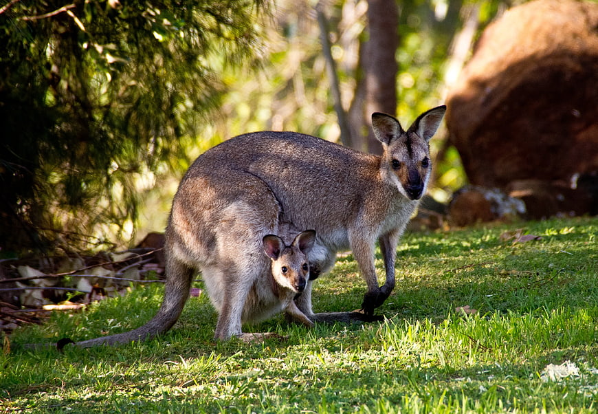 Mother Wallaby and Joey in Australian Bushland