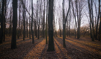 Sunlight streaming through bare trees in an autumn forest
