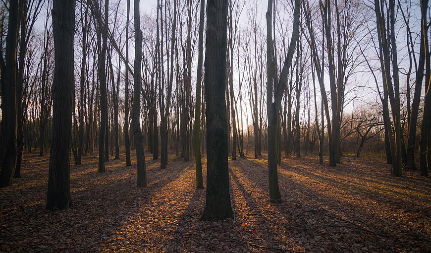Sunlight streaming through bare trees in an autumn forest