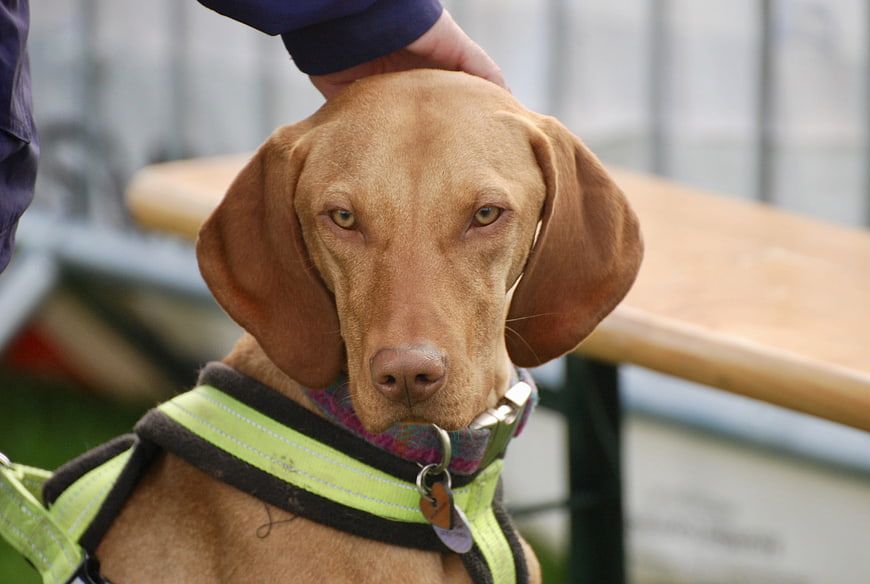 Close-up of a brown dog being petted with a harness