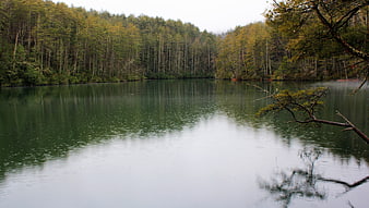 Serene Forest Lake with Rain Ripples and Tree Reflections