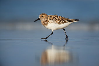 Sanderling bird walking on wet sand with reflection
