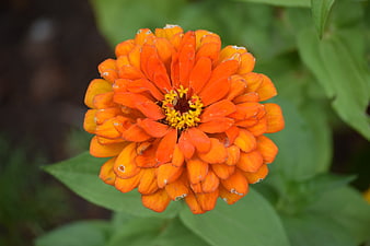 Vibrant Orange Zinnia Flower Close-Up with Green Leaves