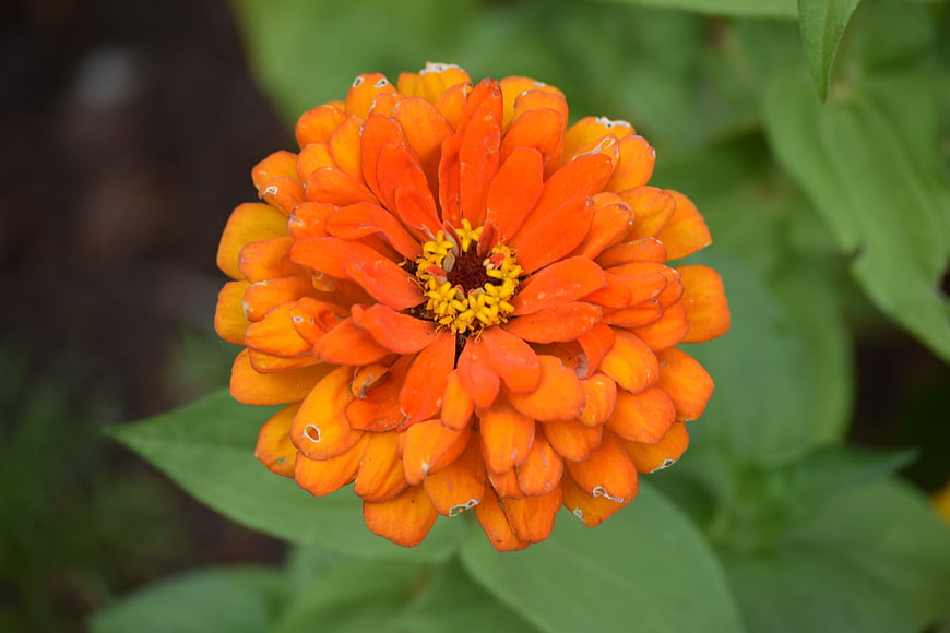 Vibrant Orange Zinnia Flower Close-Up with Green Leaves