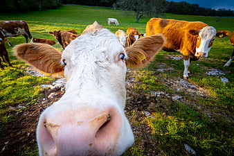 Close-up of curious cow nose in green pasture