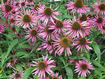 Vibrant Pink Coneflowers in Full Bloom Garden