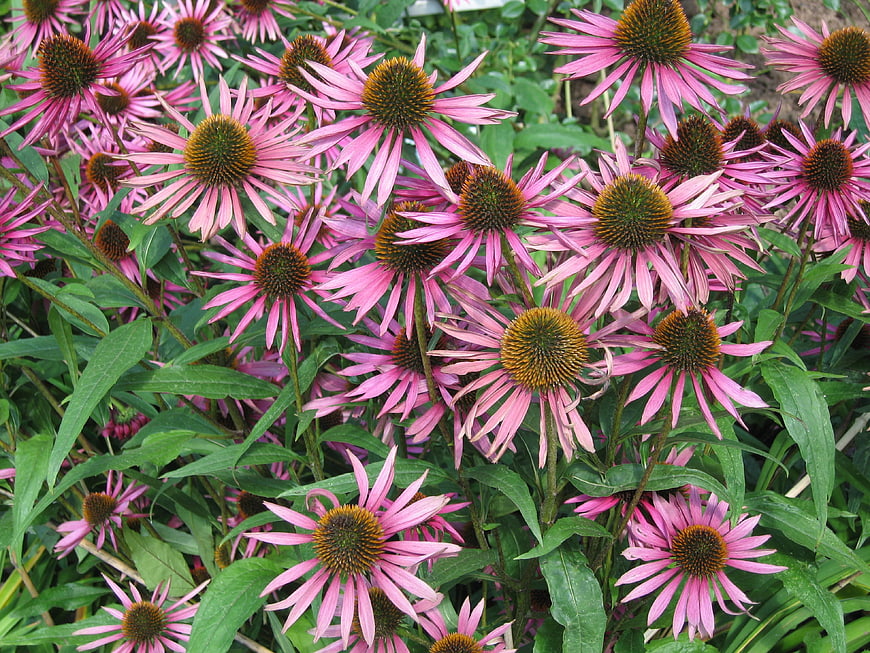 Vibrant Pink Coneflowers in Full Bloom Garden