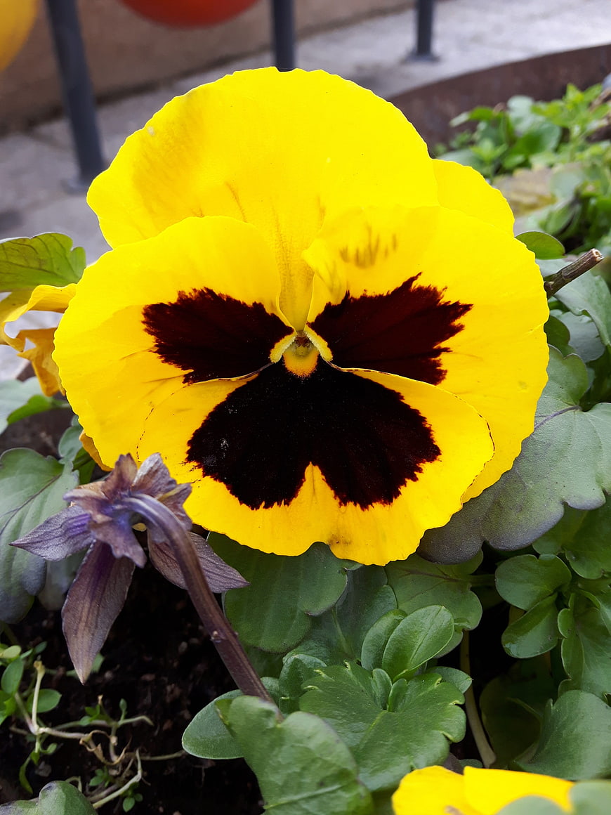 Close-up of vibrant yellow pansy with dark center