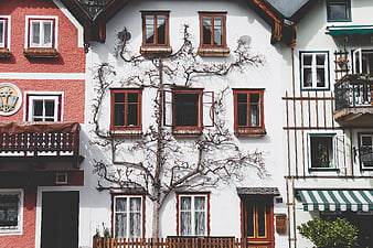 Traditional European House Facade with Climbing Tree