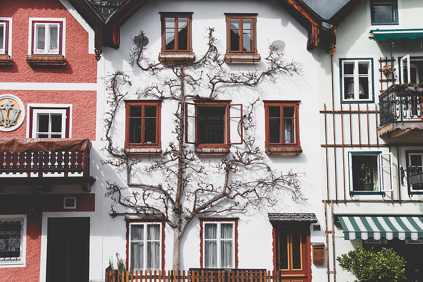 Traditional European House Facade with Climbing Tree