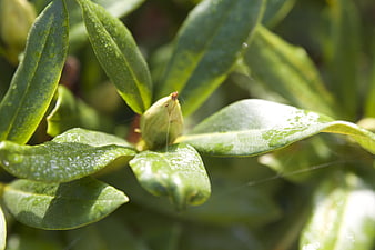 Close-up of green flower bud with water droplets on leaves