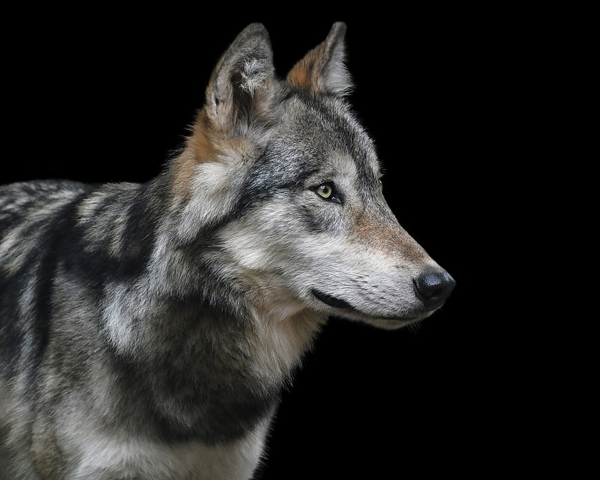 Portrait of a Grey Wolf on Black Background