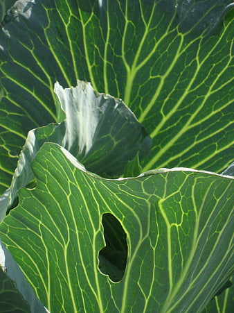 Close-up of green cabbage leaves with intricate vein patterns