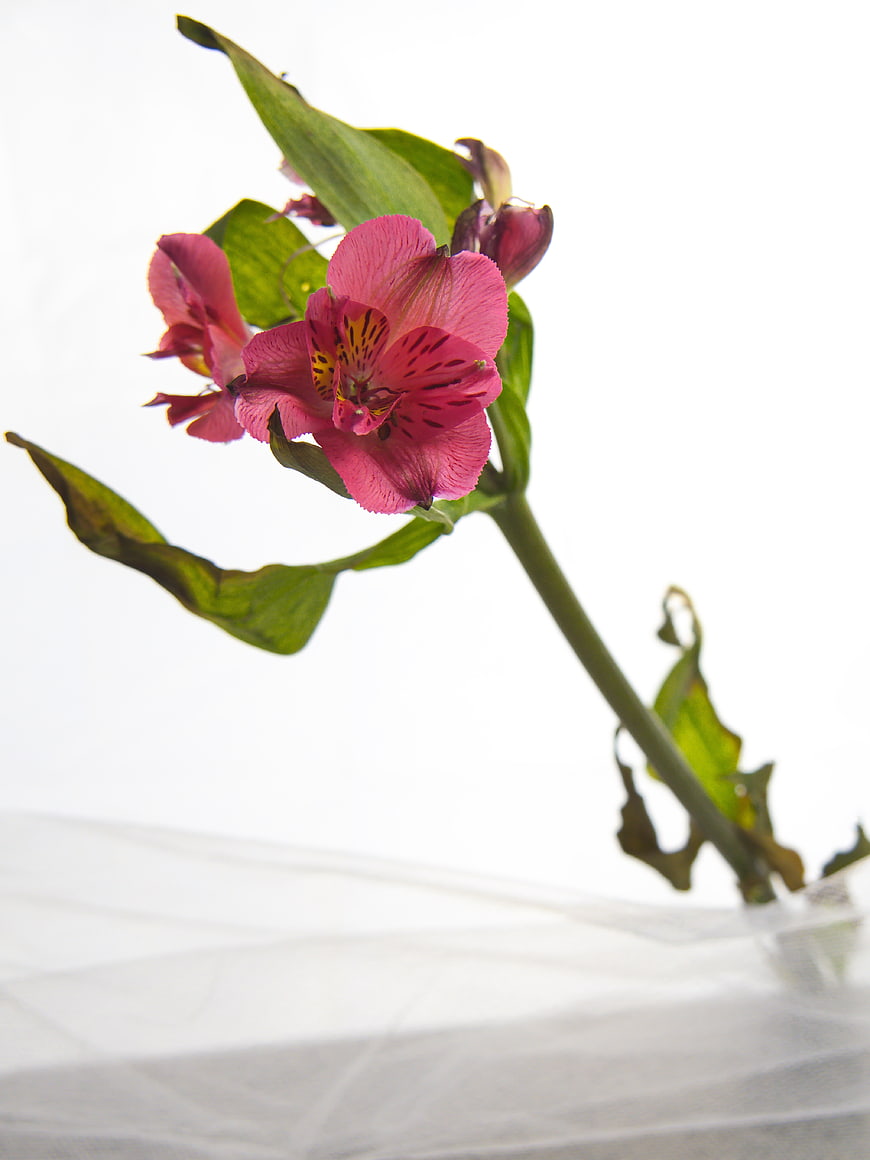Pink Alstroemeria Flower on White Background
