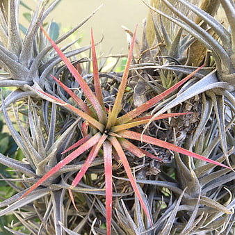 Close-up of Red and Grey Tillandsia Air Plants