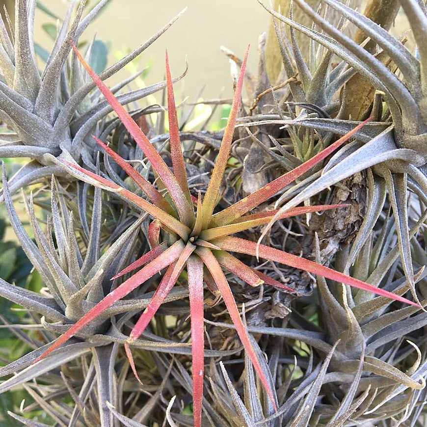 Close-up of Red and Grey Tillandsia Air Plants
