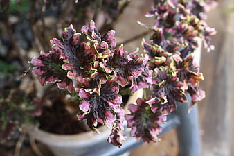 Close-up of colorful coleus plant leaves in a pot
