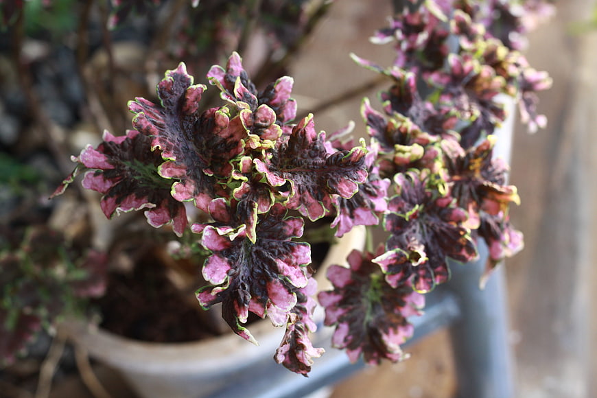 Close-up of colorful coleus plant leaves in a pot