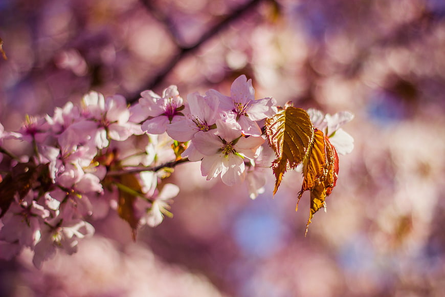 Pink cherry blossom branch with bokeh background