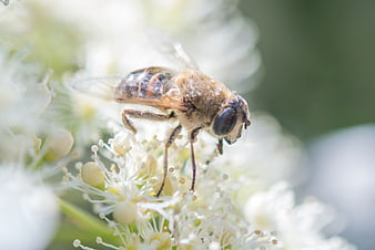 Close-up of a Hoverfly Pollinating White Flowers