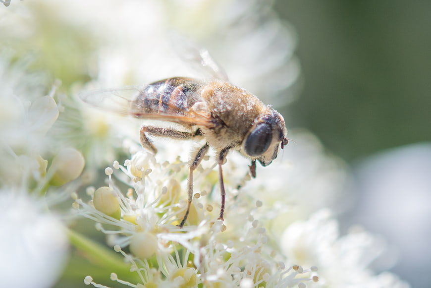 Close-up of a Hoverfly Pollinating White Flowers
