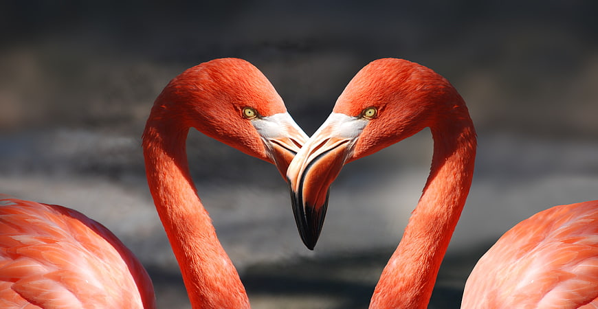 Two Pink Flamingos Forming a Heart Shape with Beaks