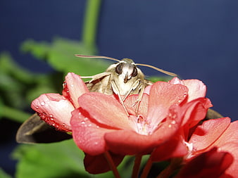 Close-up of Hawkmoth on Red Geranium with Water Droplets