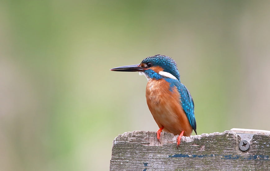 Common Kingfisher Perched on Weathered Wooden Post