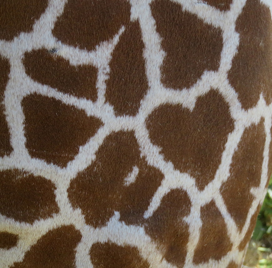 Close-up of Reticulated Giraffe Skin Pattern