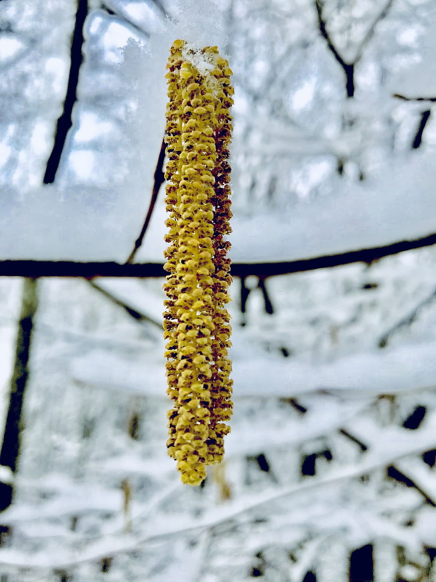 Yellow Willow Catkin Hanging in Snowy Winter Forest