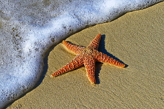 Orange Starfish on Sandy Beach with Sea Foam