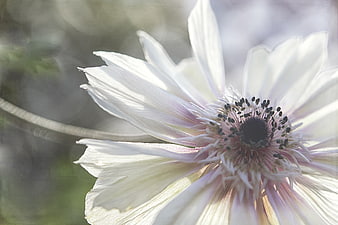 Close-up of White Anemone Flower with Dark Center